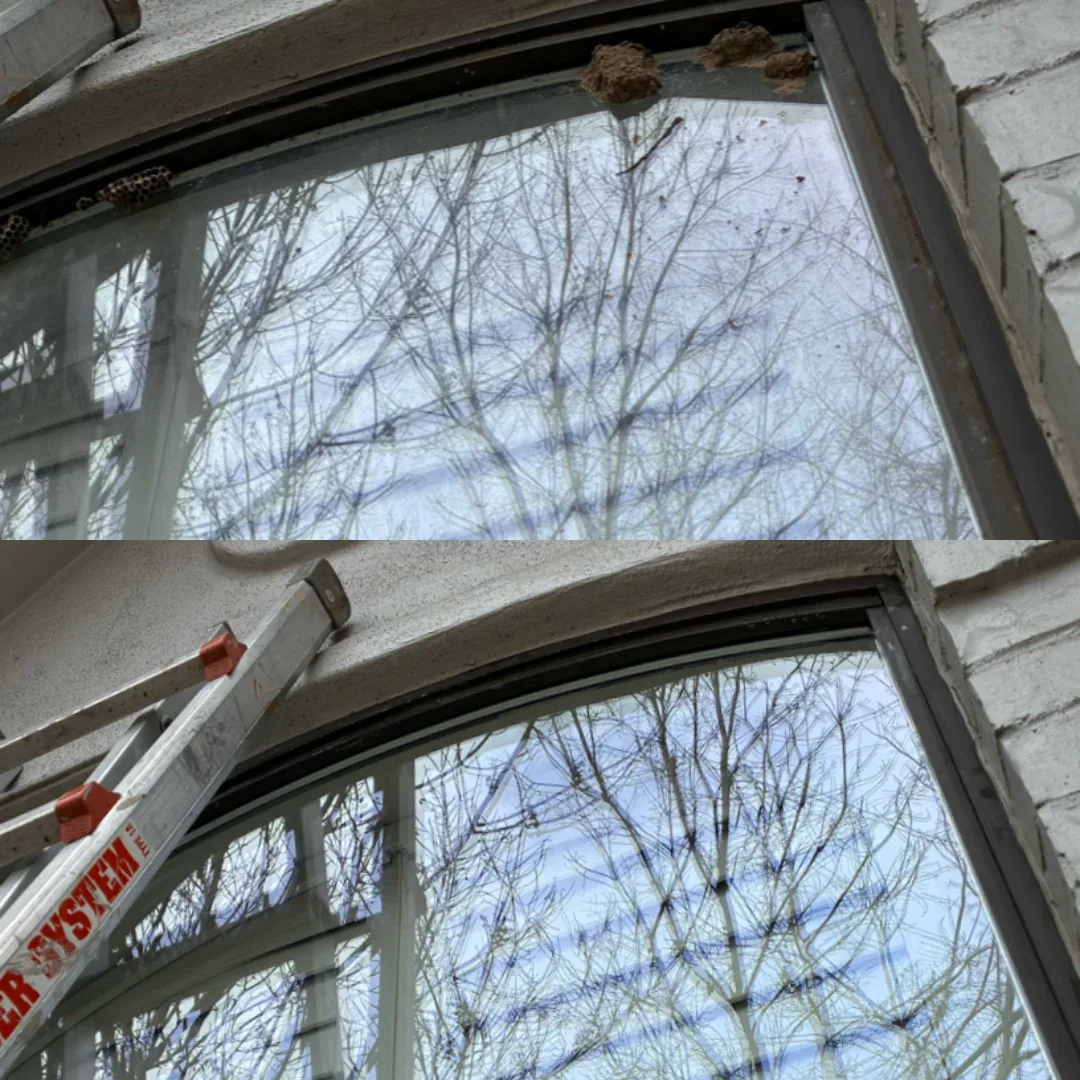 Heavy debris window cleaning before and after in McKinney